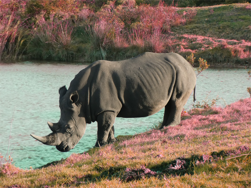 Rhino Rhino