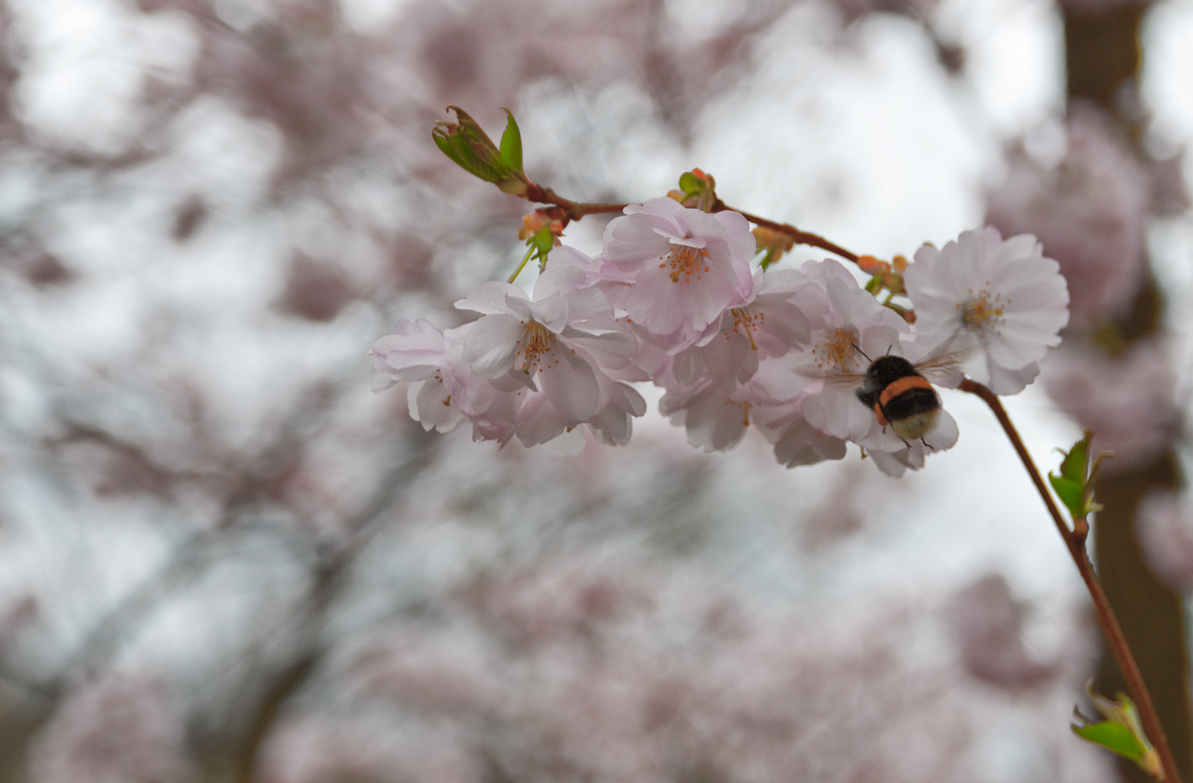 Hummel Hummel