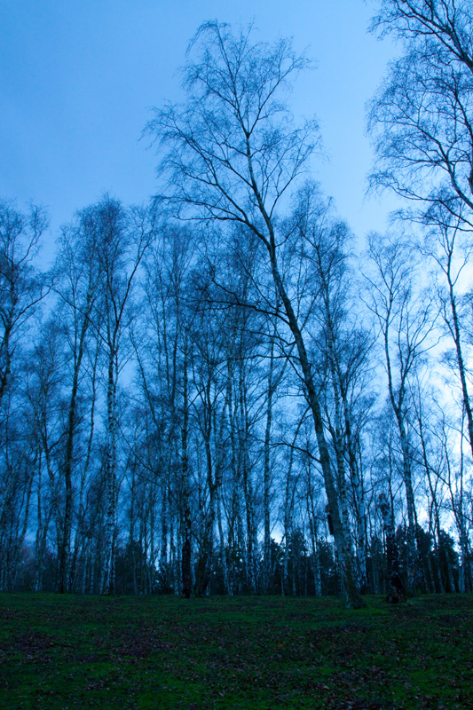 Border of th wood by twilight