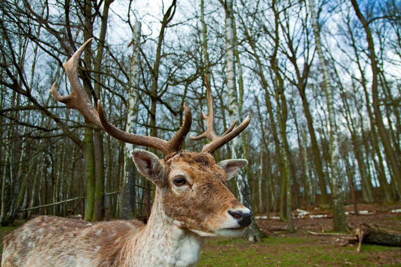 hirsch geweih deer head antlers wood