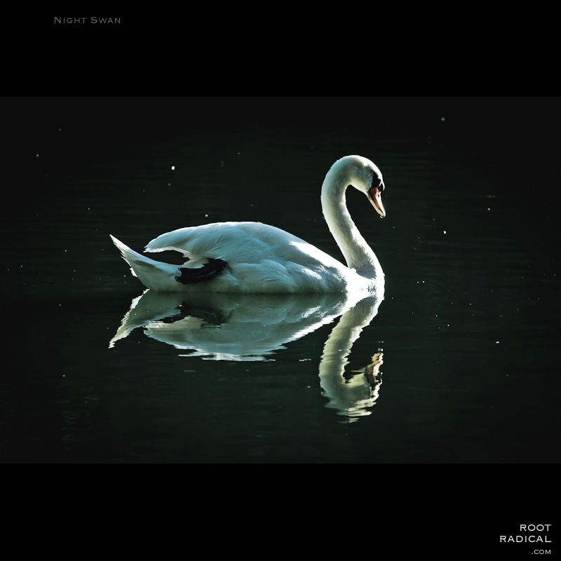 swan at night