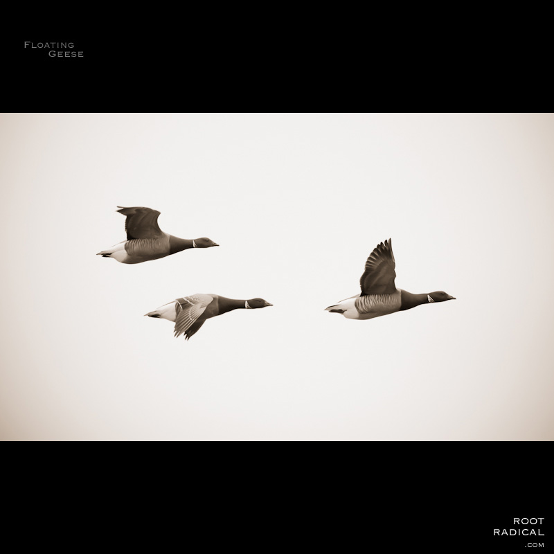 flying-geese There geese flying