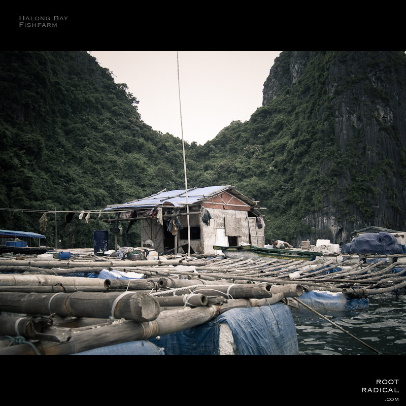 halong-bay-fishfarm Halong bays typical swiming fishfarm