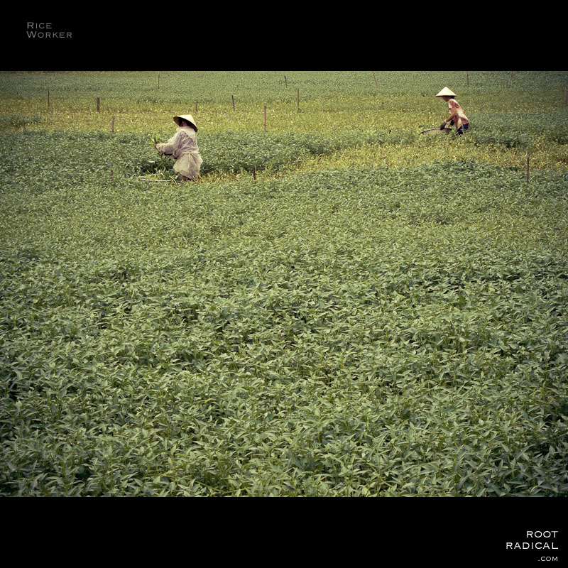 rice-worker Women working in Vietnams rice fields