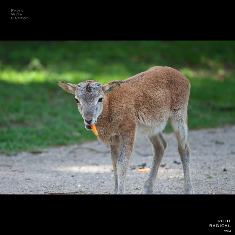 Sweet young fawn eating a carrot