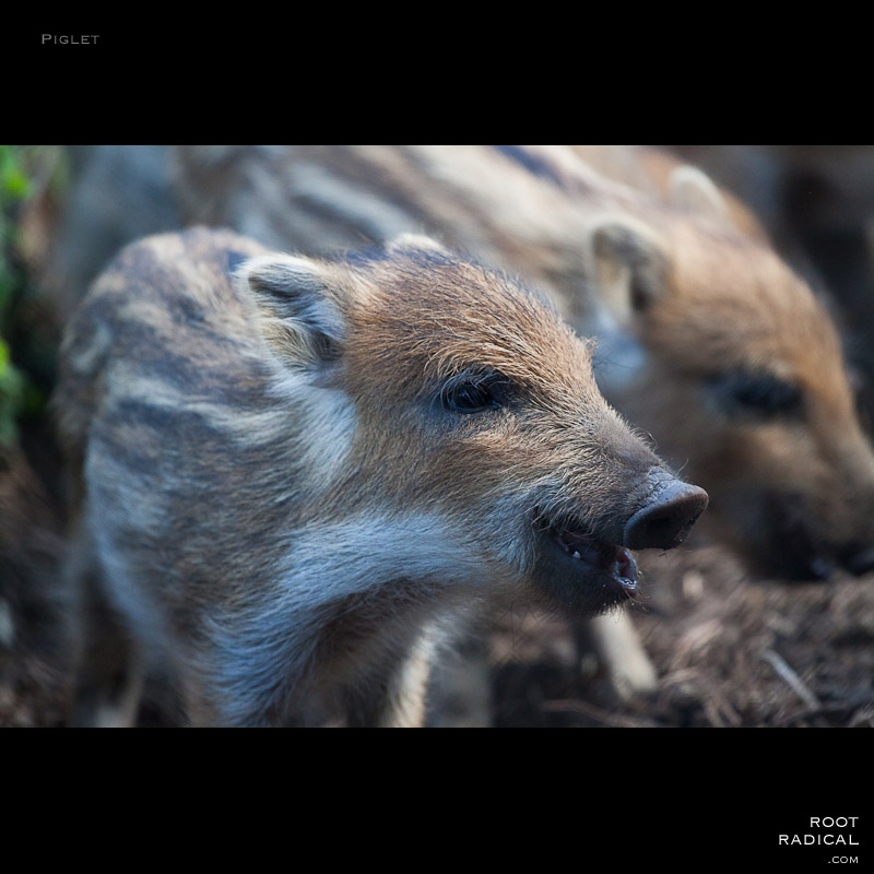 piglet