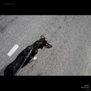 street-dog