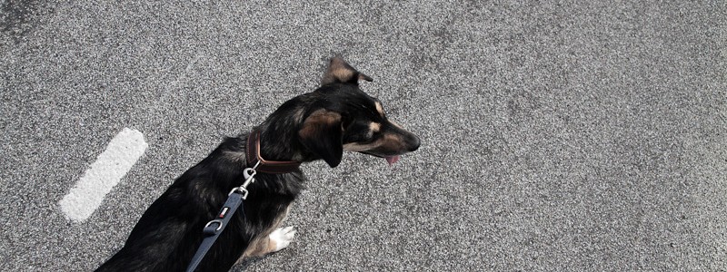 street-dog