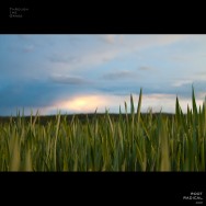 Grass closeup photo and sunset