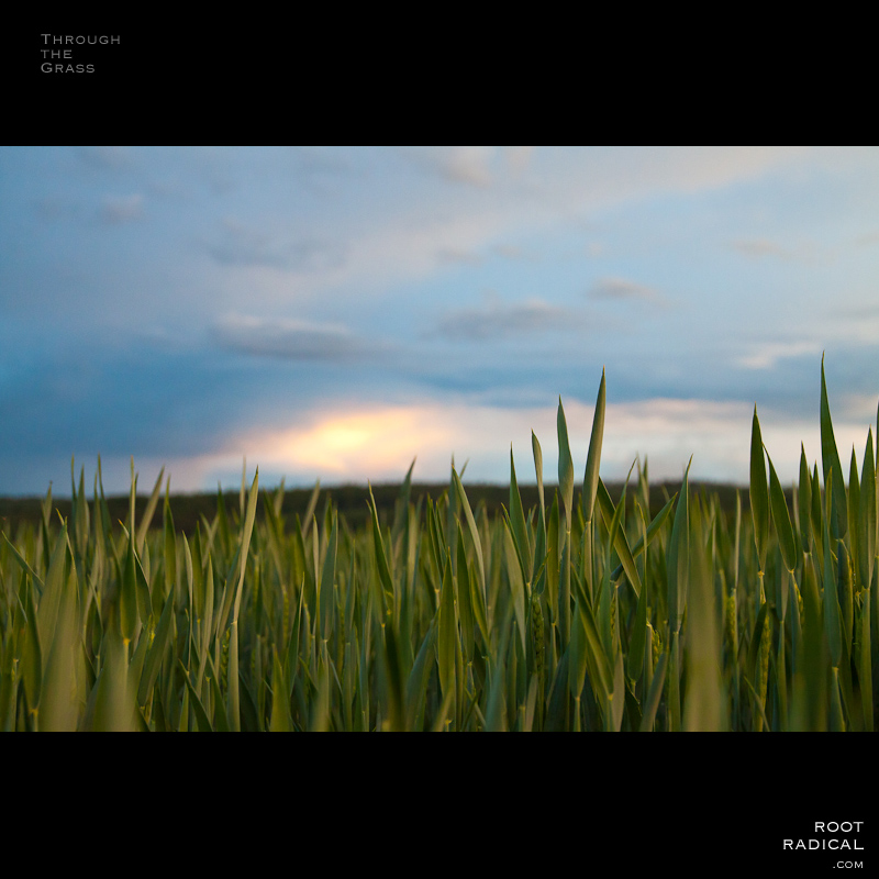 Grass closeup photo and sunset