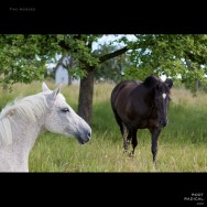 Photo of two horses in a field with a tree