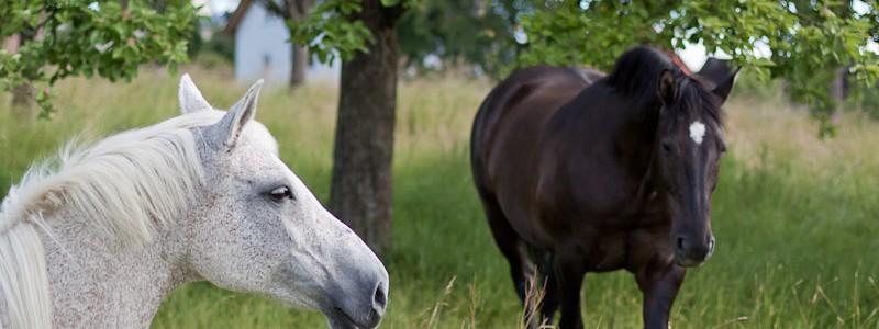 Photo of two horses in a field with a tree