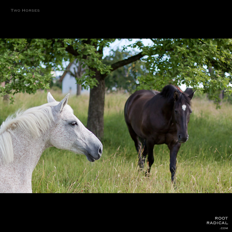 Photo of two horses in a field with a tree