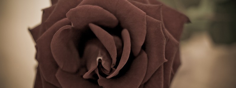 fallen-rose