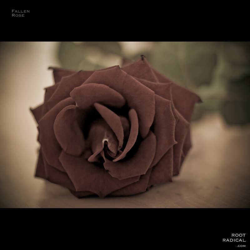 fallen-rose